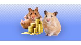 Как вывести средства с Hamster Kombat на Telegram кошелек в Орби